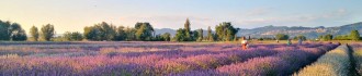 Lavandeto di Assisi - Assisi